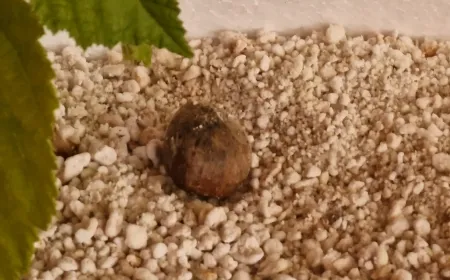 UNA IMPORTANTE INNOVAZIONE NELLA TARTUFICOLTURA: PACCIAMATURA “VIVATTIVA”