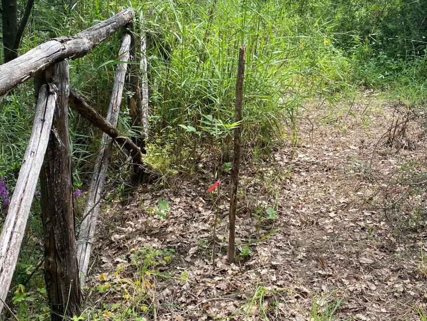 UNA IMPORTANTE INNOVAZIONE NELLA TARTUFICOLTURA: PACCIAMATURA “VIVATTIVA”